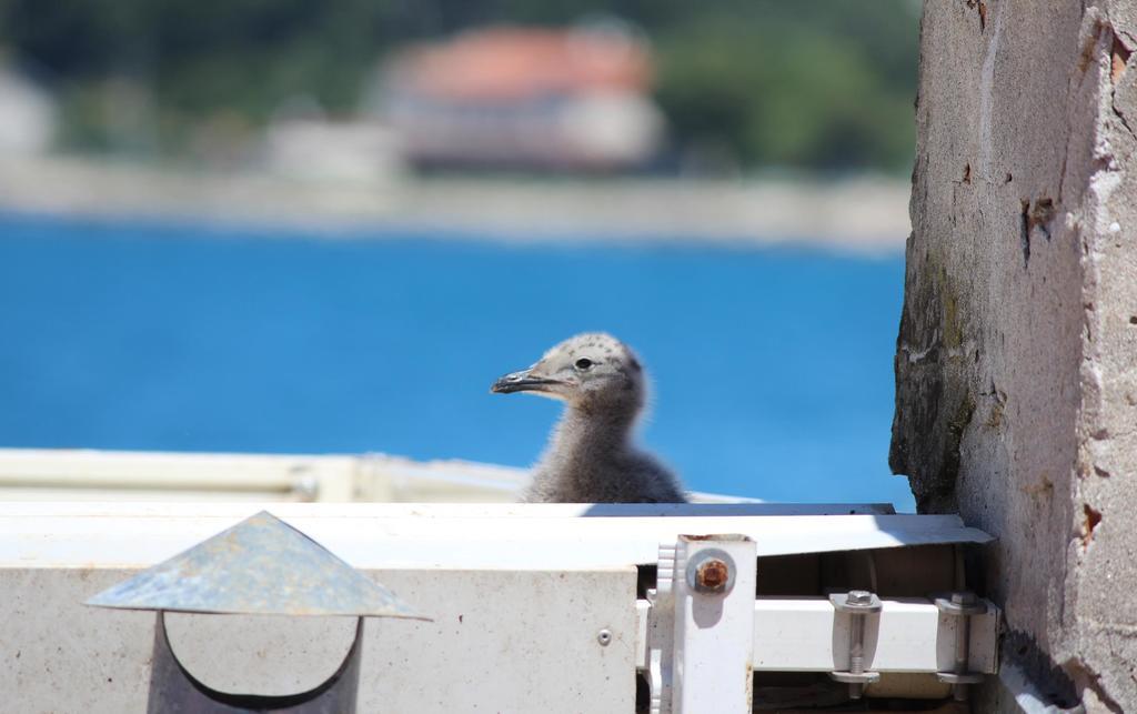 Appartement Milkana Rovinj